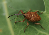 Curculio glandium